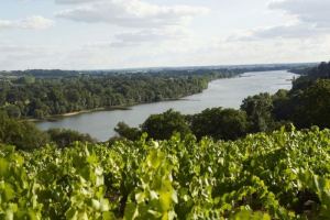 Vignes et Loire